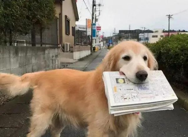 火牛配资 狗狗通人性6大表现，你家毛孩全中了吗？快来数一数！