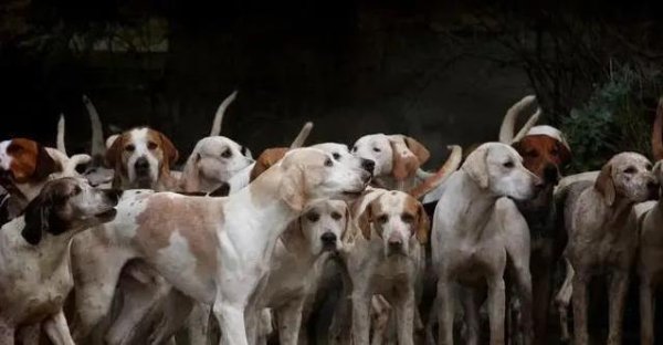 张吧策路 宠物店光鲜背后，声带被割发情被催，可怜小狗有多惨？