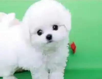 米涂配资 狗狗被关铁笼心都碎了，你还在错养？快改这3点！