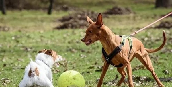 华生证券 狗狗吵架为哪般？4种心理藏秘密，主人这样做最管用