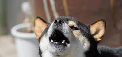 华盈策略 狗狗护食挤你怀？5种霸道行为藏心思！咋让它学会分享？