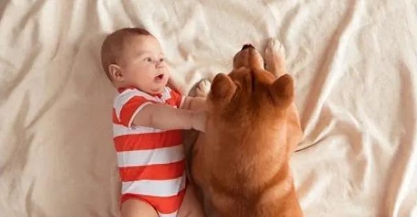 牛千万 狗狗守护宝宝不离不弃，送行迎接满眼深情，你家狗狗也这样吗？