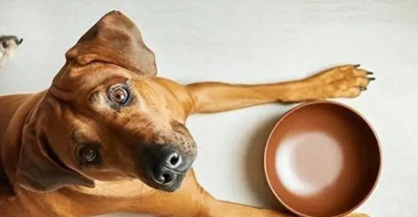 括普投资 狗狗眼巴巴等骨头，你却故意逗它，伤心后果有多严重？